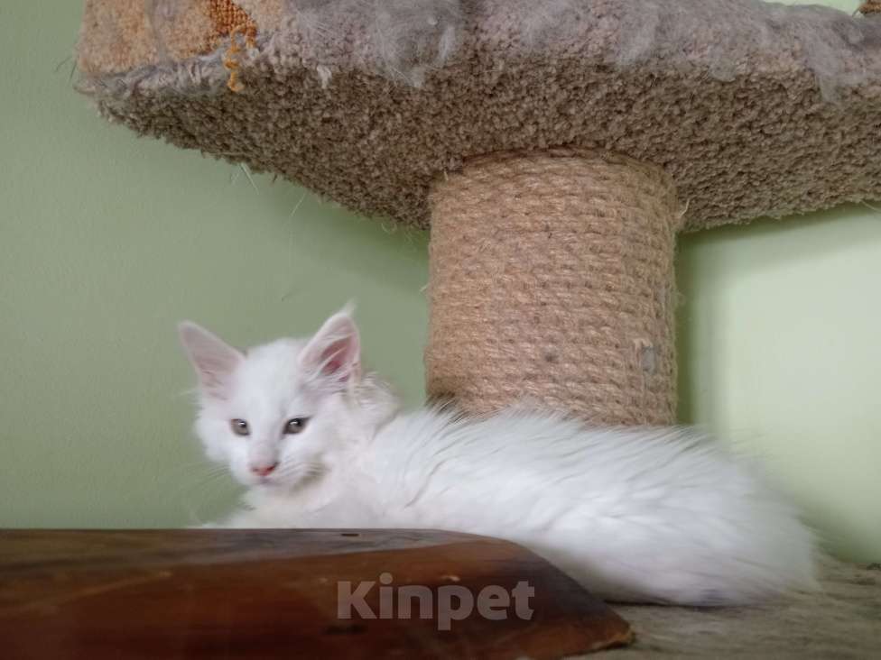 Кошки в Челябинске: Чудесная белоснежная девченка  Девочка, 15 000 руб. - фото 1