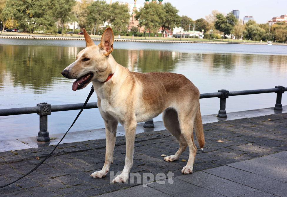 Собаки в Москве: Собака в добрые руки бесплатно Москва Девочка, Бесплатно - фото 8