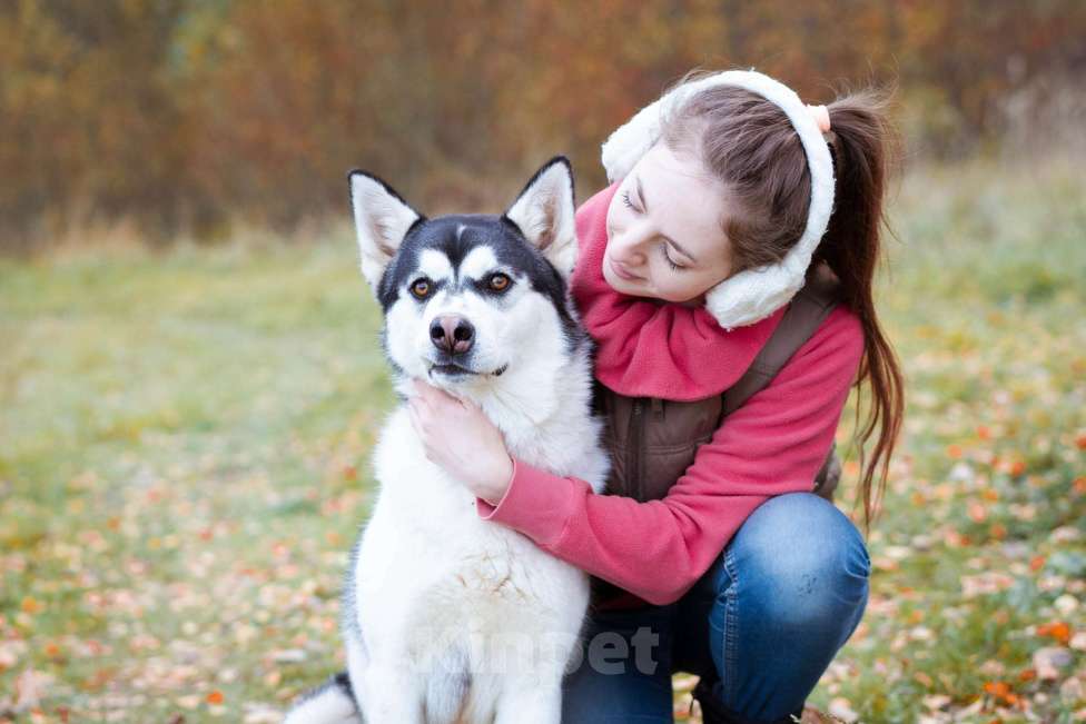 Собаки в Москве: Вест - собака-компаньон Мальчик, Бесплатно - фото 7