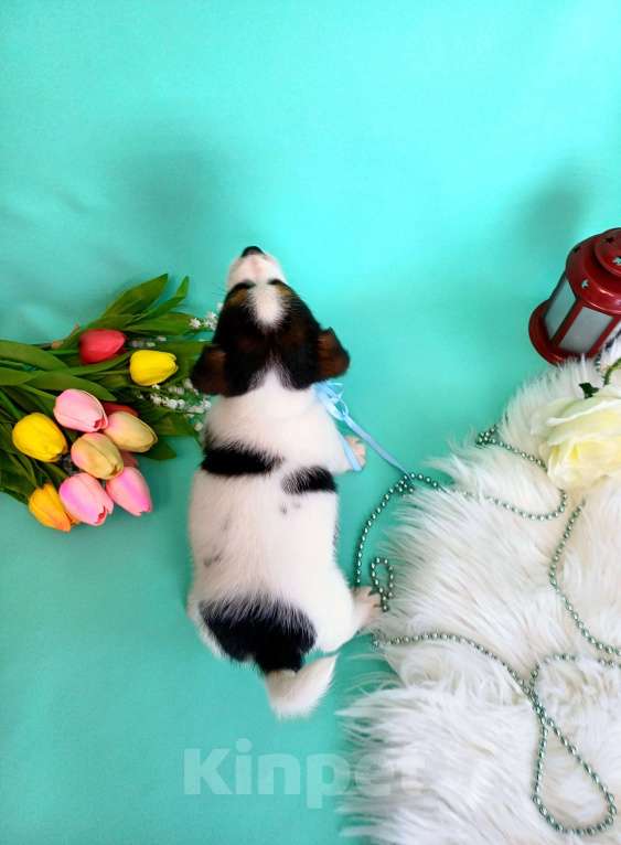 Собаки в Красноярске: Щенки Джек Рассел терьер мальчики и девочки Мальчик, 35 000 руб. - фото 8