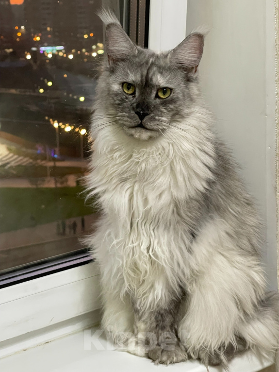 Кошки в Москве: Кошка мейн-кун Девочка, 30 000 руб. - фото 6