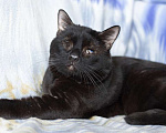 Кошки в Москве: Особенный черный кот Гэндальф ищет дом Мальчик, 1 руб. - фото 3