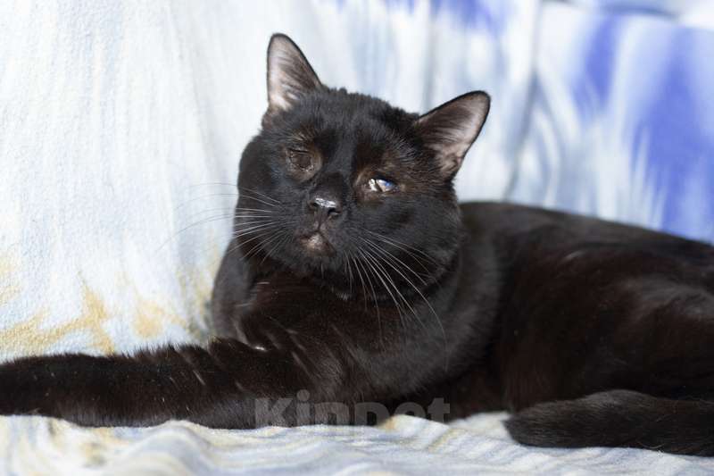 Кошки в Москве: Особенный черный кот Гэндальф ищет дом Мальчик, 1 руб. - фото 3