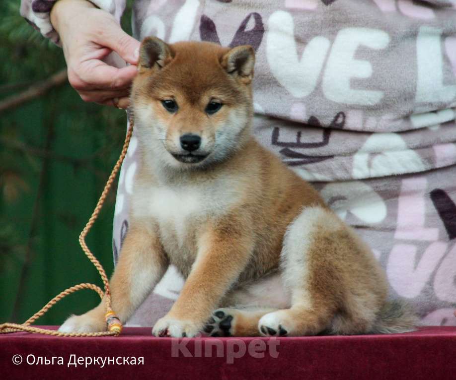 Собаки в других городах Ленинградской области: Шенок-сука сиба (шиба)-ину, готова к переезду Девочка, 70 000 руб. - фото 3