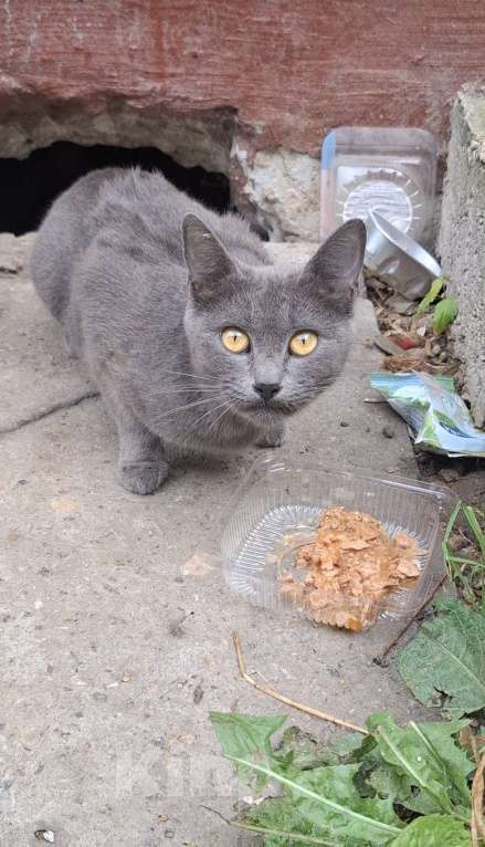 Кошки в Москве: Кошка голубого окраса в добрые руки  Девочка, Бесплатно - фото 2