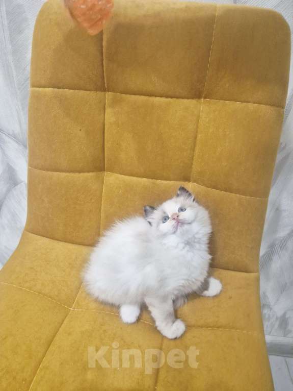 Кошки в Москве: Самый обаятельный котик Рэгдолл  Мальчик, 50 000 руб. - фото 2