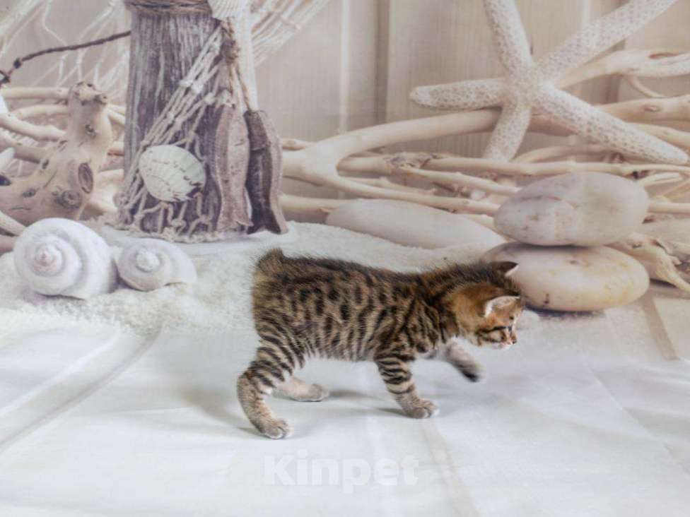 Кошки в Новом Уренгое: Котята Курильского бобтейла, 15 000 руб. - фото 1