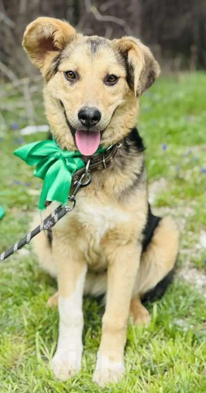 Собаки в других городах Краснодарского края: хочу домой Девочка, 10 руб. - фото 3