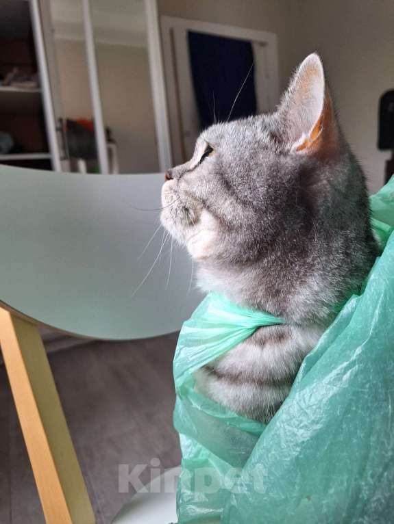 Кошки в Стерлитамаке: Ваш будущий кот Мальчик, Бесплатно - фото 8