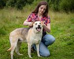 Собаки в Солнечногорске: Жизнерадостная, ласковая девчонка. Семейная собака Девочка, Бесплатно - фото 4