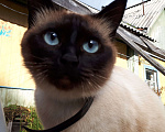Кошки в Сыктывкаре: Котята тайской породы. Мальчик, Бесплатно - фото 2
