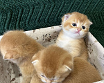 Кошки в Липецке: Шотландские котята  Мальчик, 18 000 руб. - фото 7