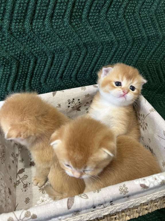 Кошки в Липецке: Шотландские котята  Мальчик, 18 000 руб. - фото 7