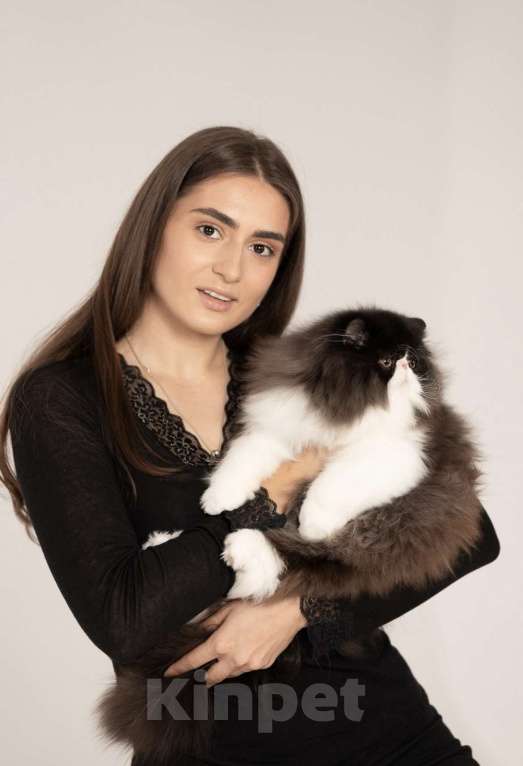 Кошки в Самаре: Персидский мальчик 11 месяцев Мальчик, 30 000 руб. - фото 1