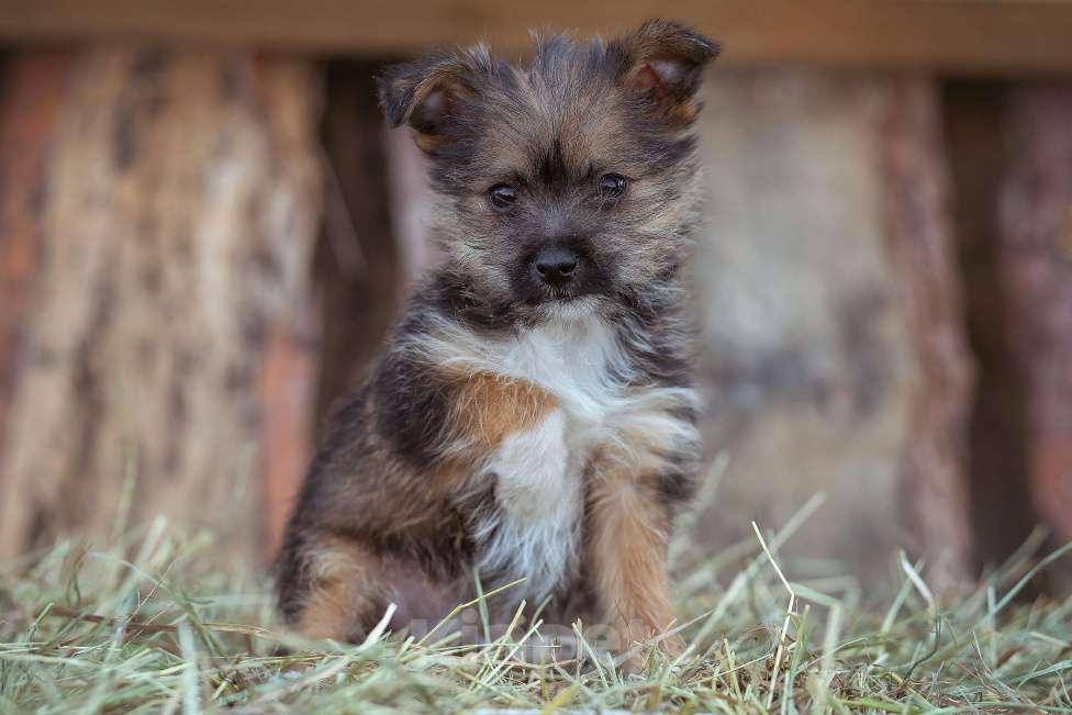 Собаки в Москве: мелкаш Мики в добрые руки Мальчик, Бесплатно - фото 5