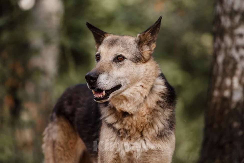 Собаки в Москве: Дик Мальчик, Бесплатно - фото 3