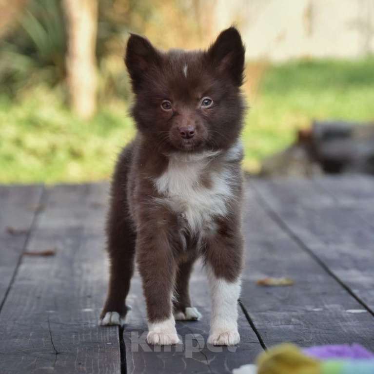 Собаки в Москве: Ненецкая оленегонная лайка, сука Ежевичка. Девочка, 80 000 руб. - фото 8