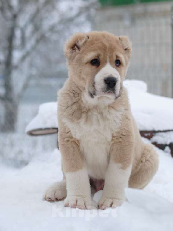 Собаки в Саратове: Роскошный Щенок сао Мальчик, Бесплатно - фото 2