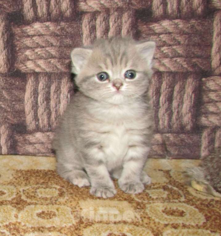 Кошки в Санкт-Петербурге: для бронирования кошечка Девочка, 25 000 руб. - фото 4