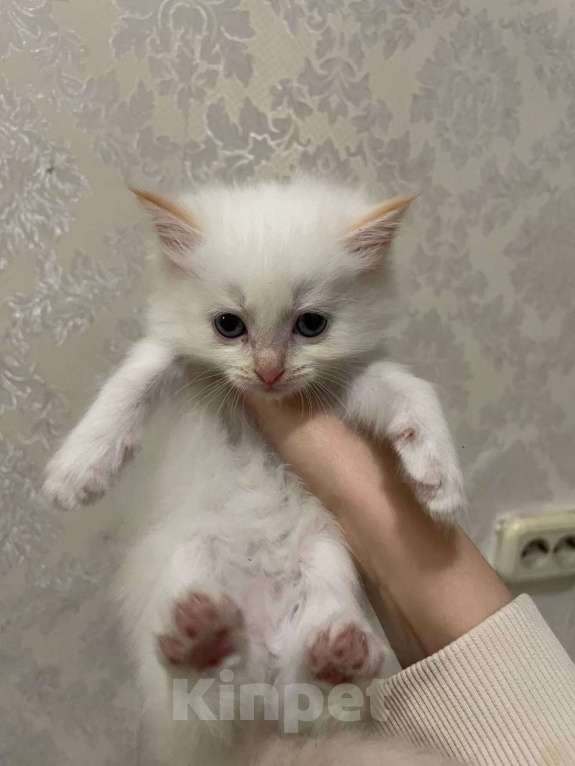 Кошки в Иркутске: Отдам в хорошие руки Мальчик, Бесплатно - фото 1