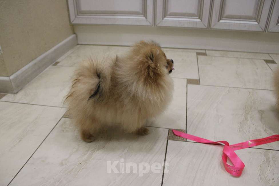 Собаки в Москве: Очаровательная мини девочка Девочка, 45 000 руб. - фото 2