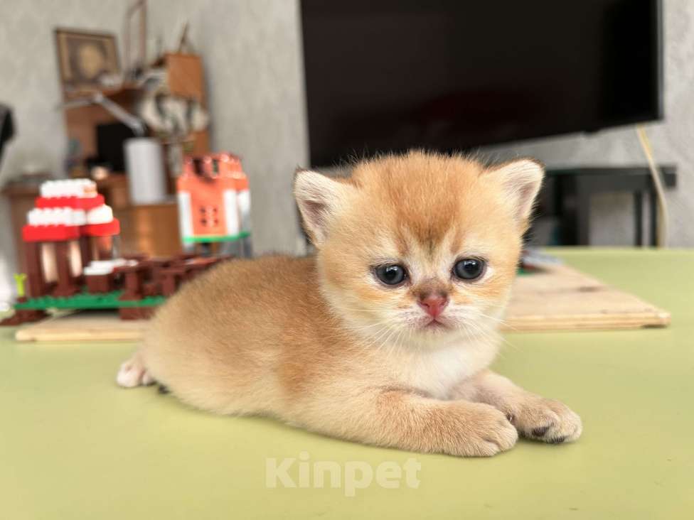 Кошки в Казани: Кошечки Девочка, 35 000 руб. - фото 2