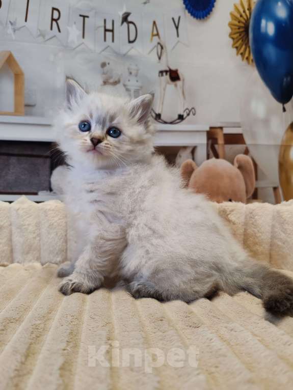 Кошки в других городах Московской области: Девочка Кларисса Девочка, 100 000 руб. - фото 3