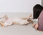 Собаки в Москве: Белочка - собачка без части задних лапок ищет своего человека! Девочка, Бесплатно - фото 8