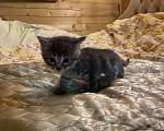 Кошки в Москве: Котята в добрые руки Девочка, Бесплатно - фото 3