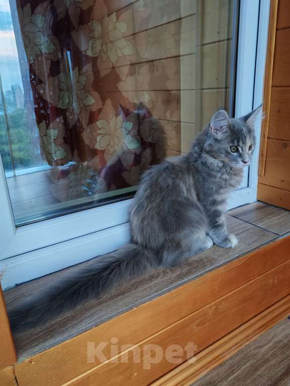 Кошки в Мурином: Девочка мейн-кун Девочка, Бесплатно - фото 8