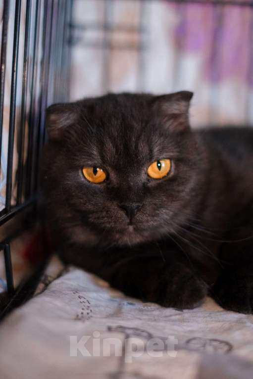 Кошки в Санкт-Петербурге: Лилу из приюта в добрые руки Девочка, Бесплатно - фото 6