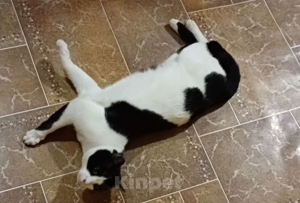 Кошки в Смоленске: Найден кот. Ищу добрые руки  Мальчик, Бесплатно - фото 3