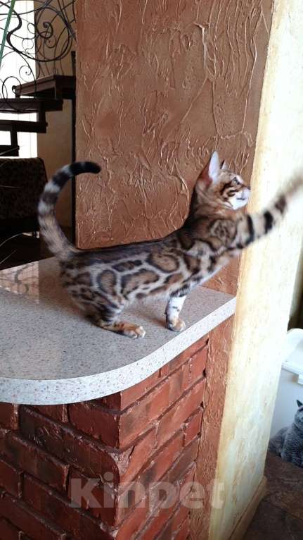 Кошки в Ростове-на-Дону: Бенгальская девочка  Девочка, 60 000 руб. - фото 4