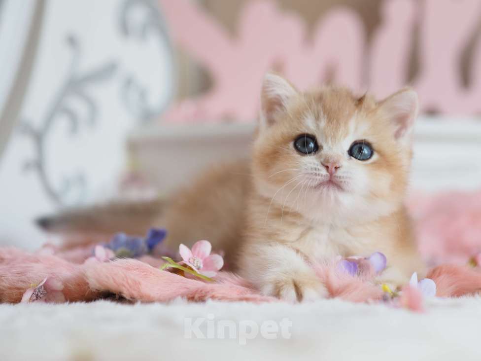 Кошки в Москве: Британская девочка Шелби Девочка, 150 000 руб. - фото 7