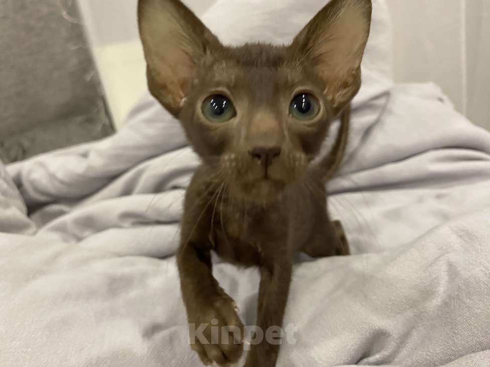 Кошки в Краснодаре: Ориентальный котенок Девочка, Бесплатно - фото 7