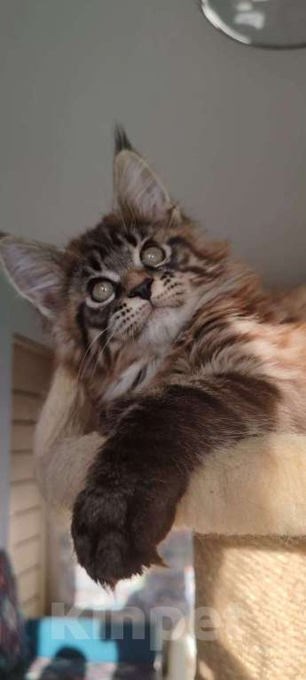 Кошки в Череповце: Чистопородный Мейн Кун Мальчик, 35 000 руб. - фото 3