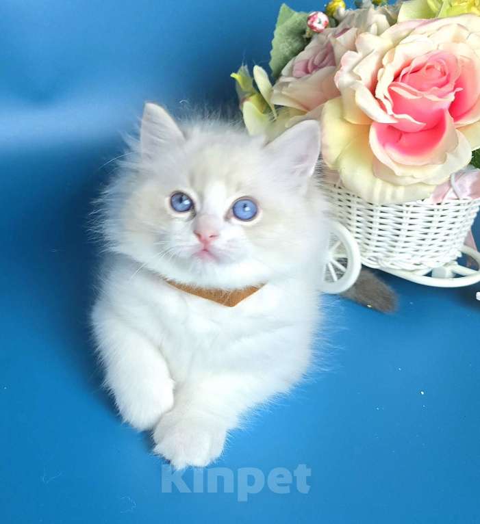 Кошки в других городах Тульской области: IRBIS Casteldolls  Мальчик, Бесплатно - фото 4