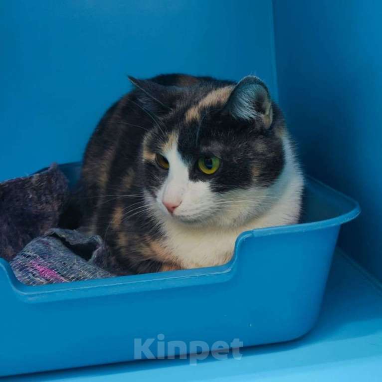 Кошки в Москве: Лапушку никто не замечает Девочка, Бесплатно - фото 4