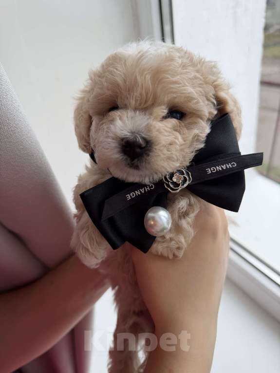 Собаки в Иваново: Той-пудель мальчик Мальчик, Бесплатно - фото 6