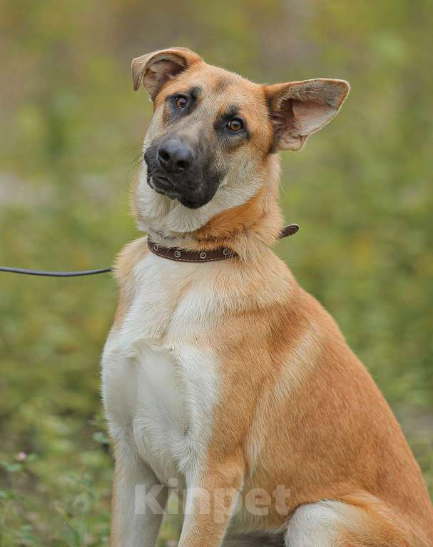 Собаки в Москве: Честер. Статный красавец пес Мальчик, Бесплатно - фото 3