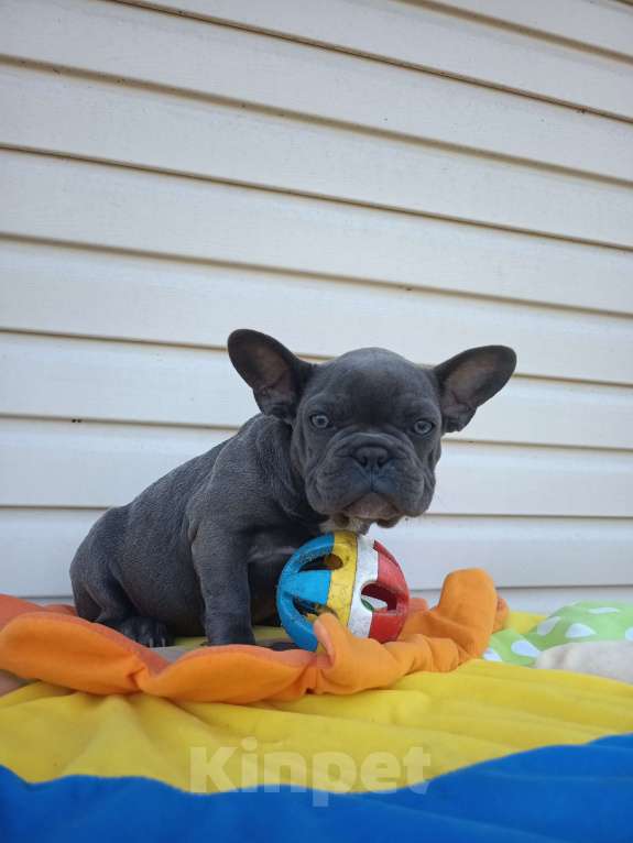 Собаки в других городах Ленинградской области: Щенки Мерлешки Девочки и Мальчики  Девочка, 40 000 руб. - фото 4