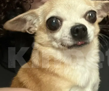 Собаки в Обнинске: Пропала собака, Пчелка, 12 лет. Просьба связаться, если есть информация  Девочка, 20 000 руб. - фото 3