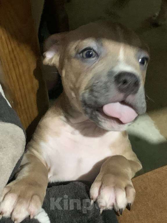 Собаки в Новосибирске: Бенджамин Мальчик, 20 000 руб. - фото 3