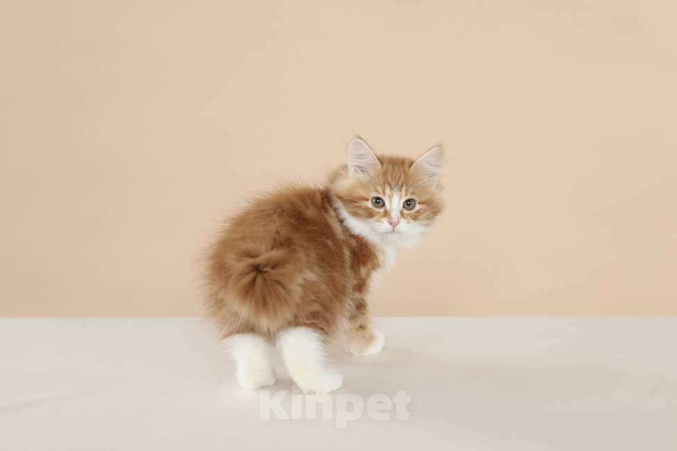 Кошки в Серпухове: Хлопок Русские Цветы Курильский Бобтейл Мальчик, 55 000 руб. - фото 1