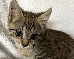 Кошки в Сочи: Котенок в добрые руки Мальчик, Бесплатно - фото 1