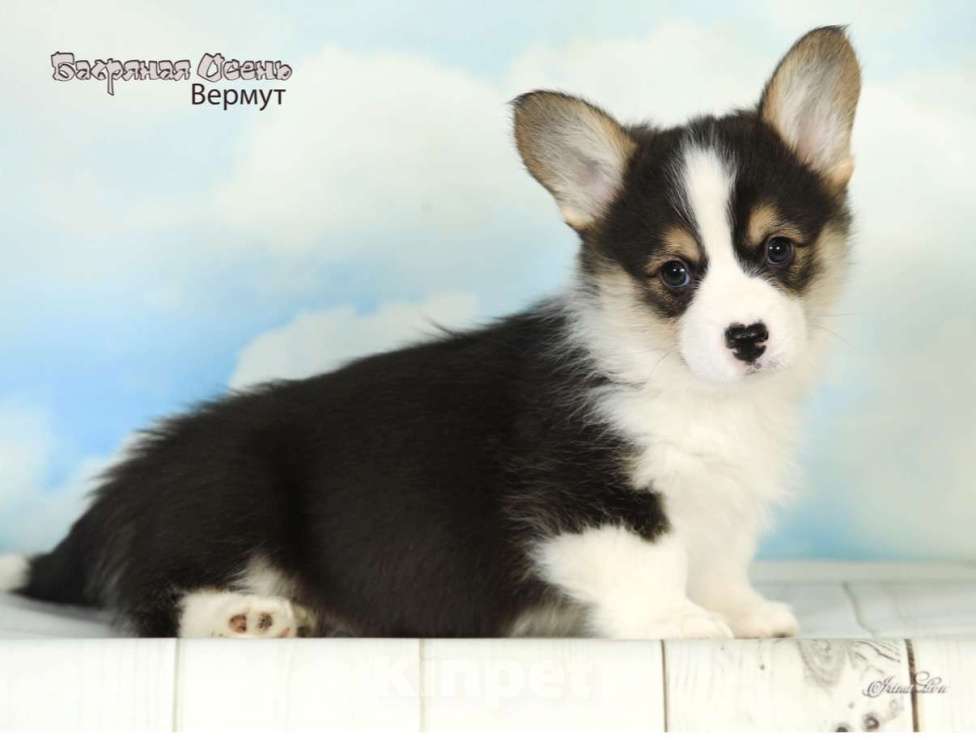 Собаки в других городах Московской области: Продается мальчик вельш корги пемброк Мальчик, 80 000 руб. - фото 2