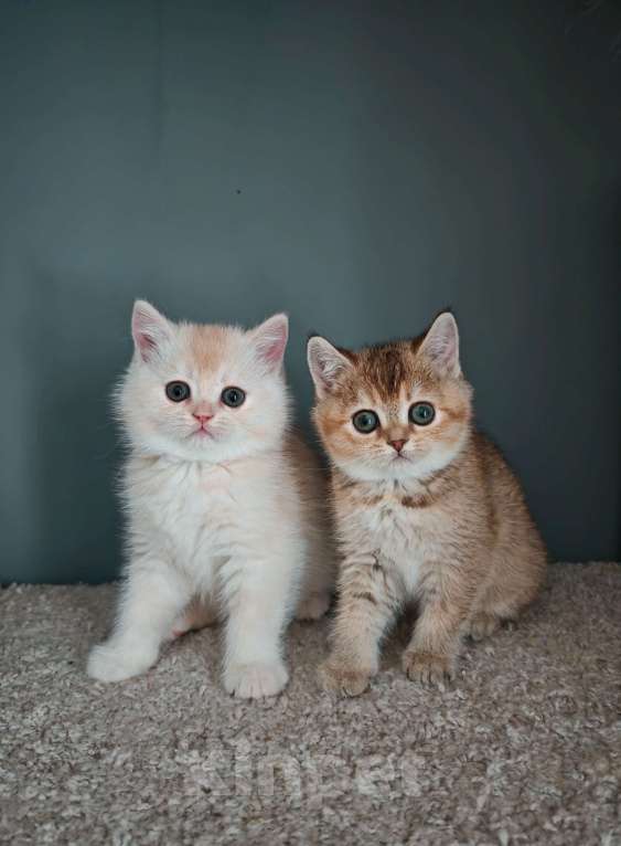 Кошки в Москве: Породистые шотландские котята Мальчик, 65 000 руб. - фото 1