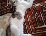 Кошки в Пскове: Отдам кошечку в добрые руки Девочка, Бесплатно - фото 6