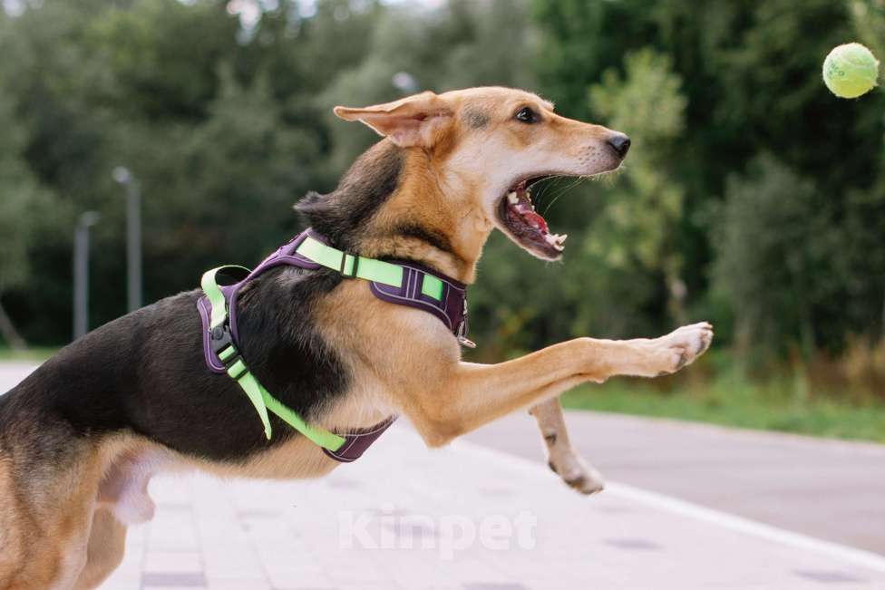 Собаки в Москве: Рэм ищет дом Мальчик, Бесплатно - фото 7