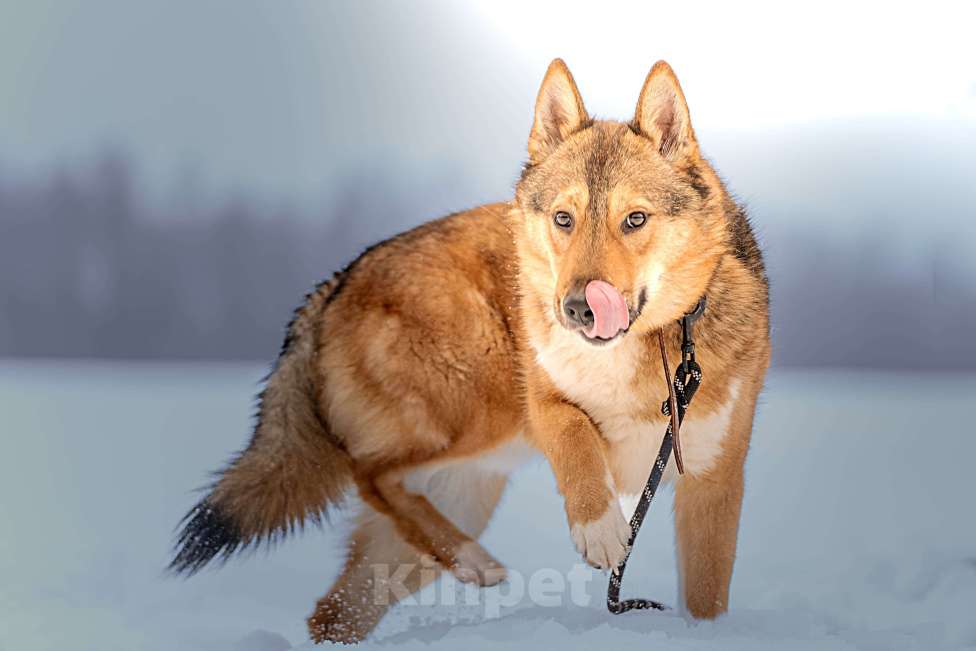 Собаки в Клине: Синги — преданный пёс Мальчик, Бесплатно - фото 5